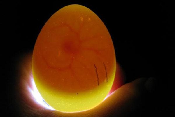 Как определить, есть ли цыпленок в яйце?