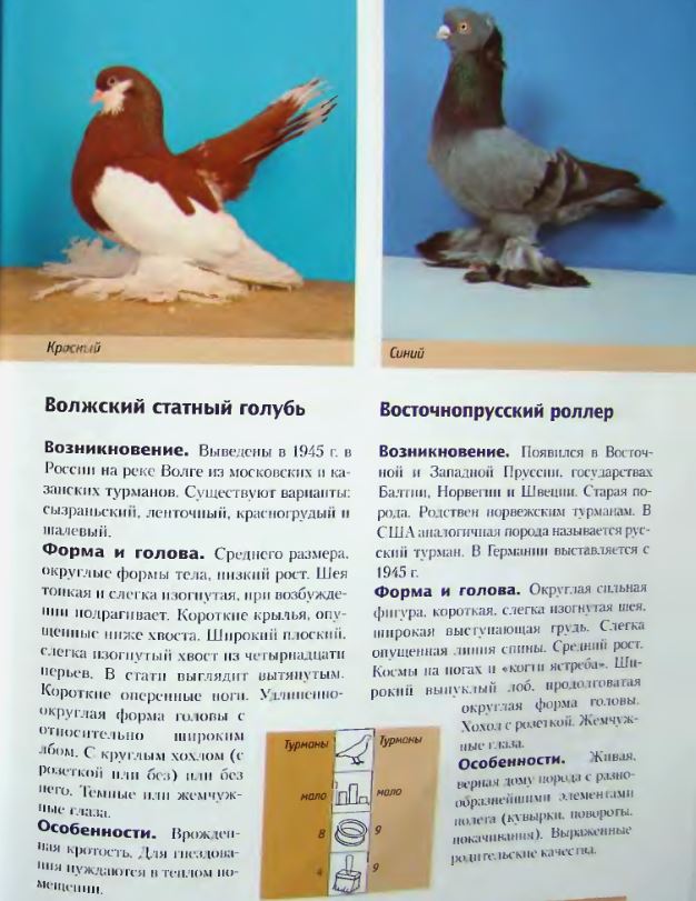 Описание и особенности статных голубей
