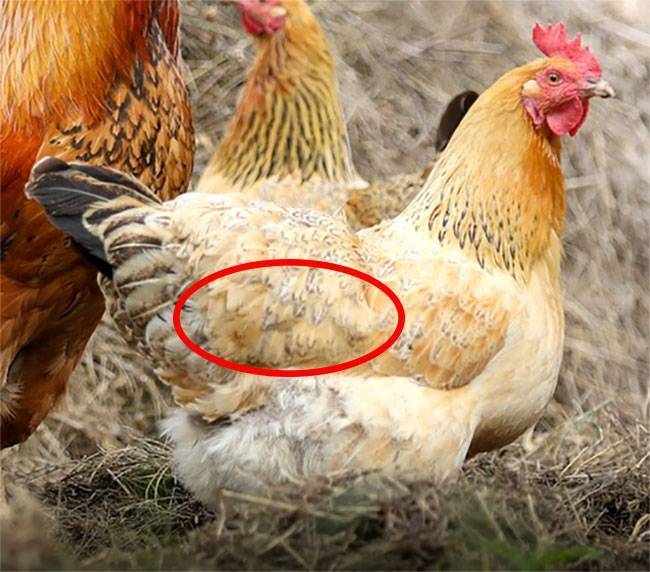 Может ли курица нести яйца без петуха: какая разница между оплодотворенными и неоплодотворенными яйцами?