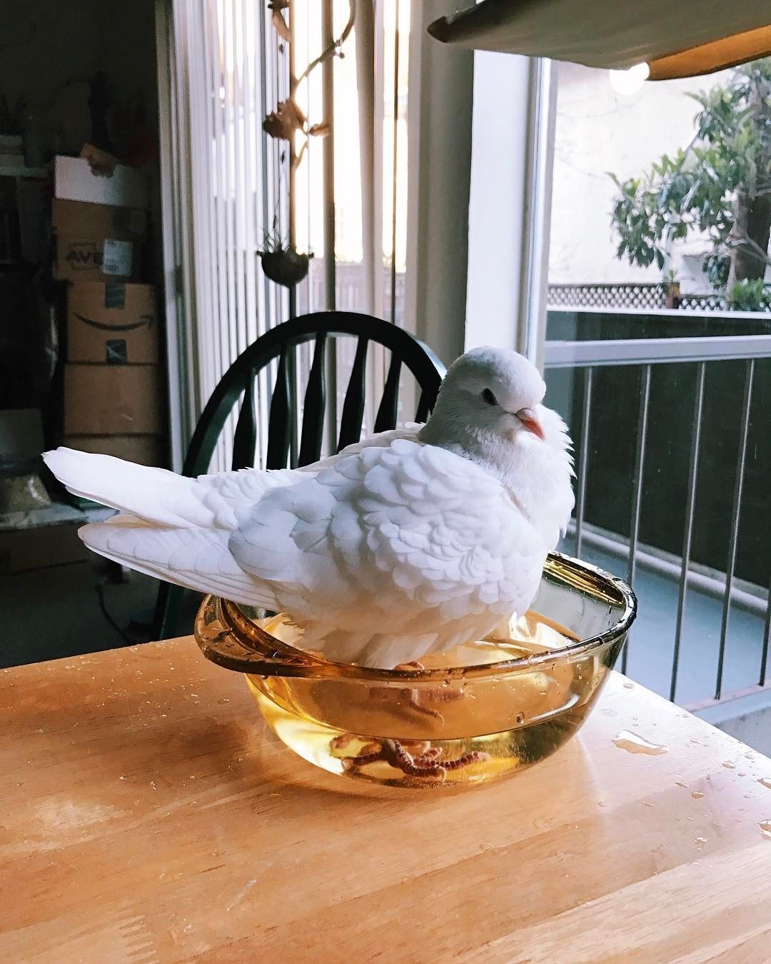 Сколько живут голуби в домашних условиях?