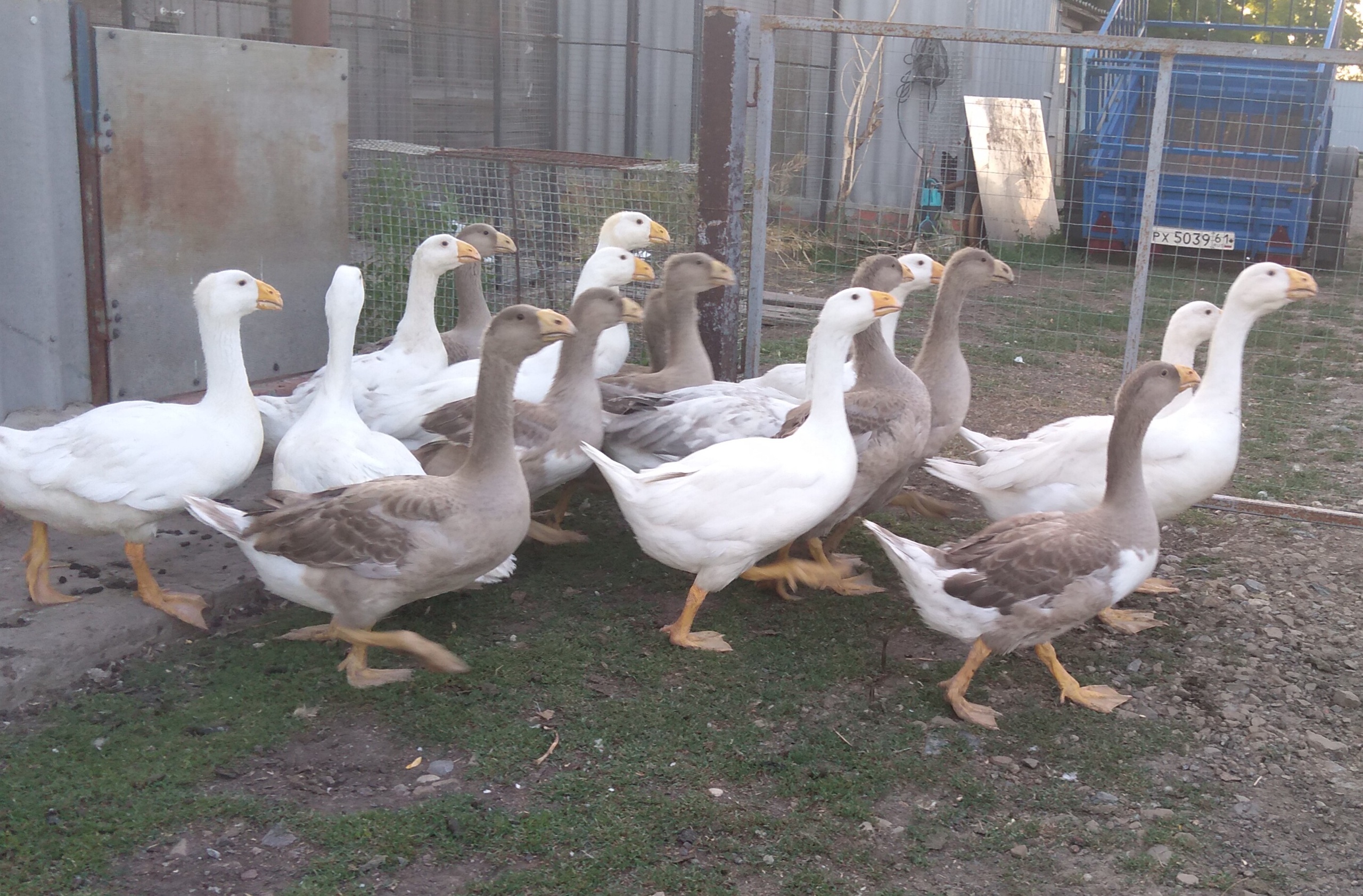 Венгерские гуси – какими продуктивными качествами обладают