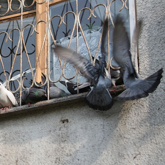 Как отвадить голубей от балкона – несколько способов