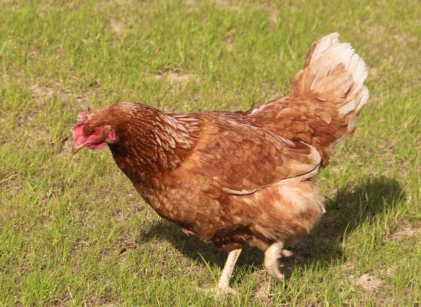 Краенкопп - мясо-яичная порода кур. Описание, характеристика, содержание, выращивание и кормление