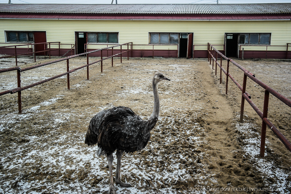 Особенности разведения страусов на российских фермах – основные моменты