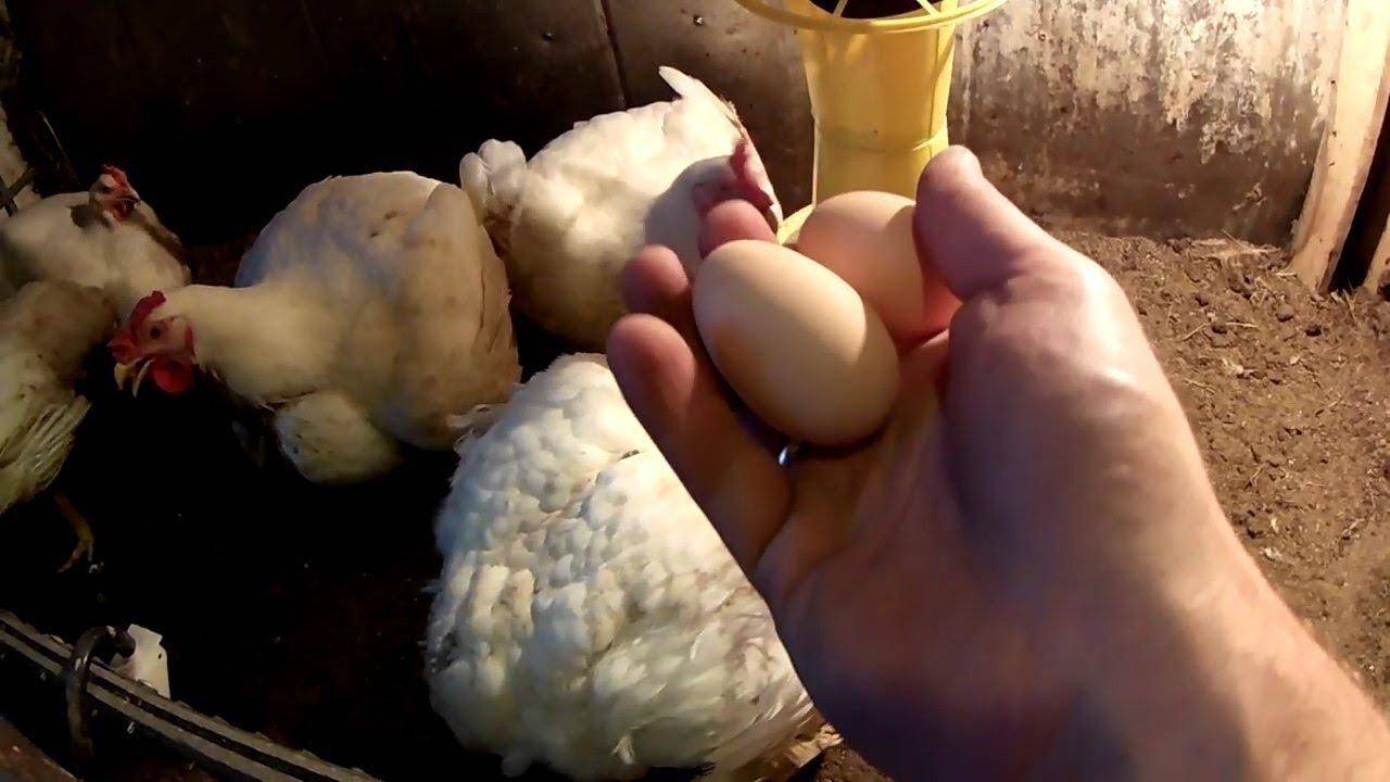 Несут ли бройлеры яйца и как они размножаются