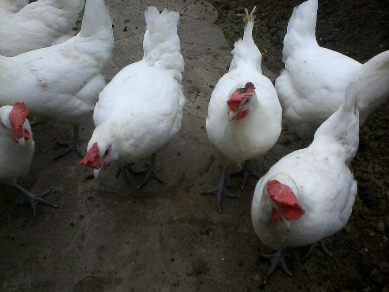 Бресс Гальская порода кур – описание, фото и видео
