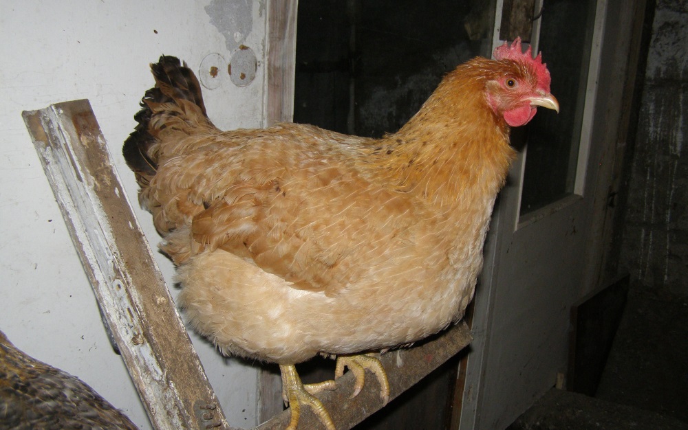 Царскосельская порода кур с фото и описанием