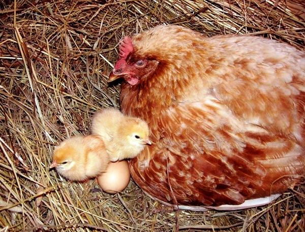 Выведение цыплят наседкой – 10 советов