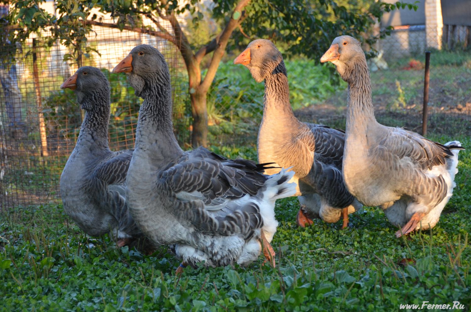 Тулузские гуси – описание породы, достоинства и недостатки