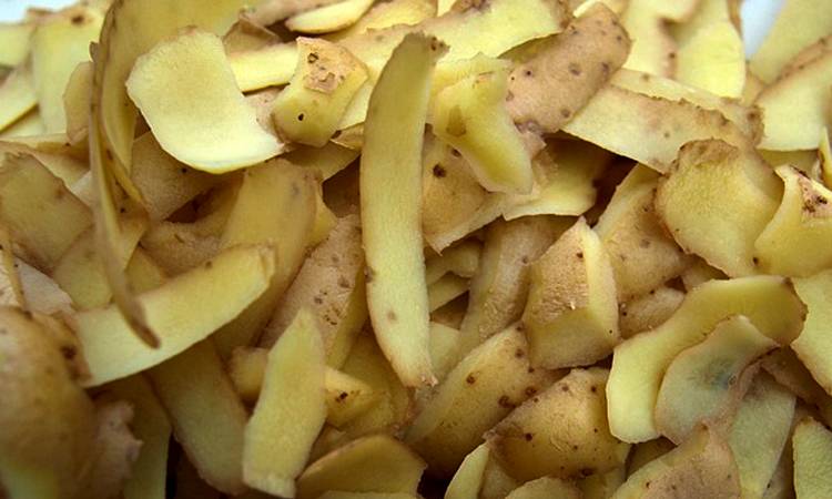 Можно ли курам давать картофельные очистки? Рецепт и нормы кормления