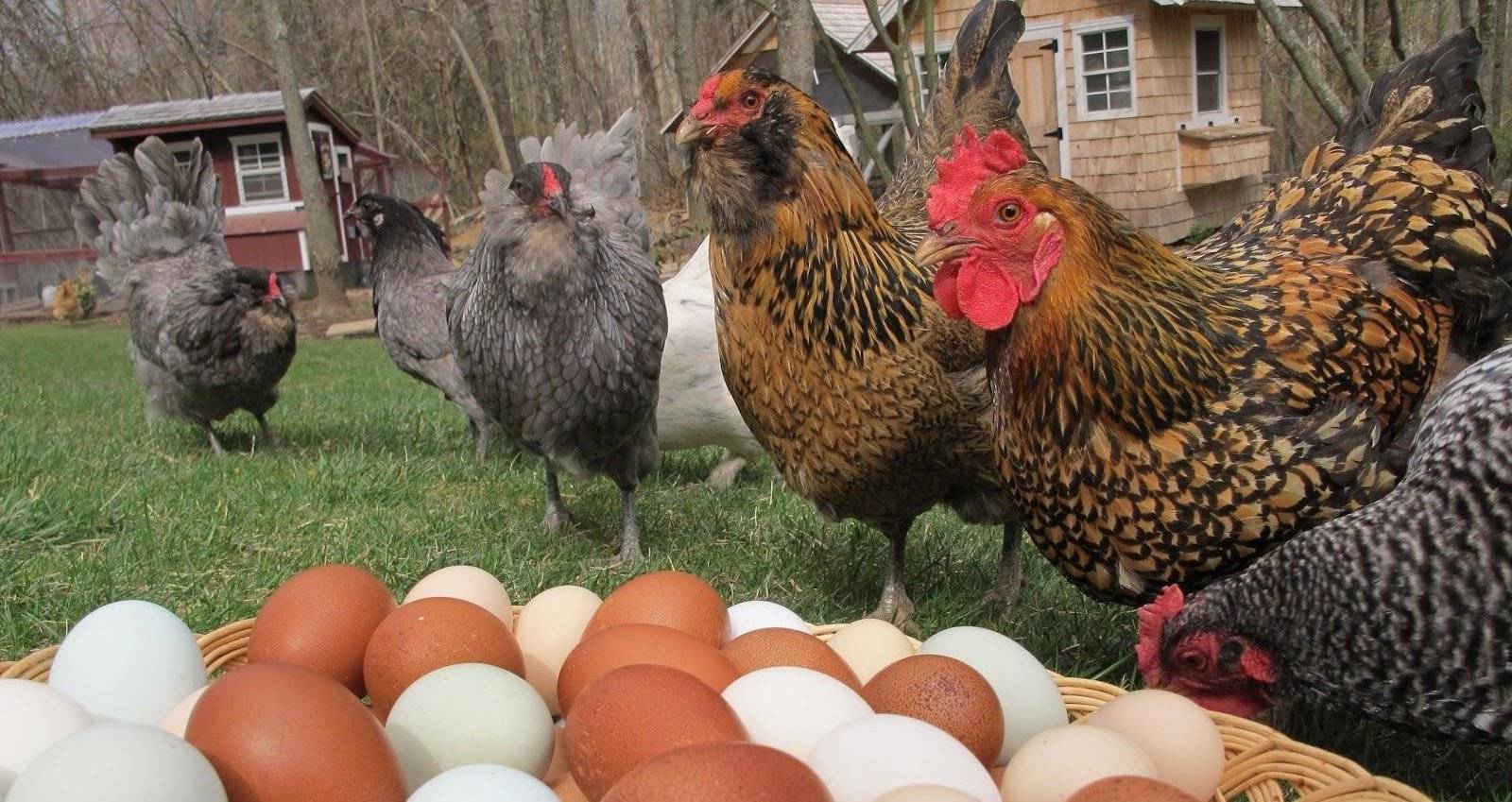 Разведение кур как бизнес на несушках и яйцах