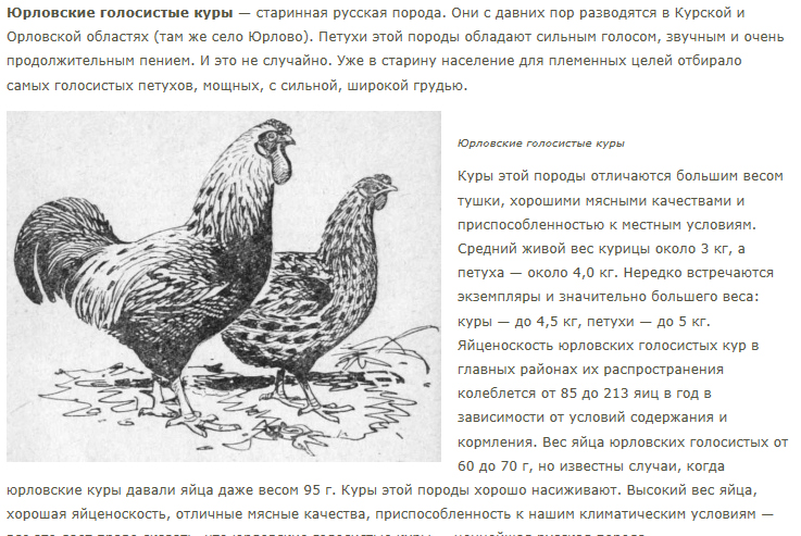 Юрловская - голосистая порода кур. Описание, характеристики, содержание, кормление и инкубация