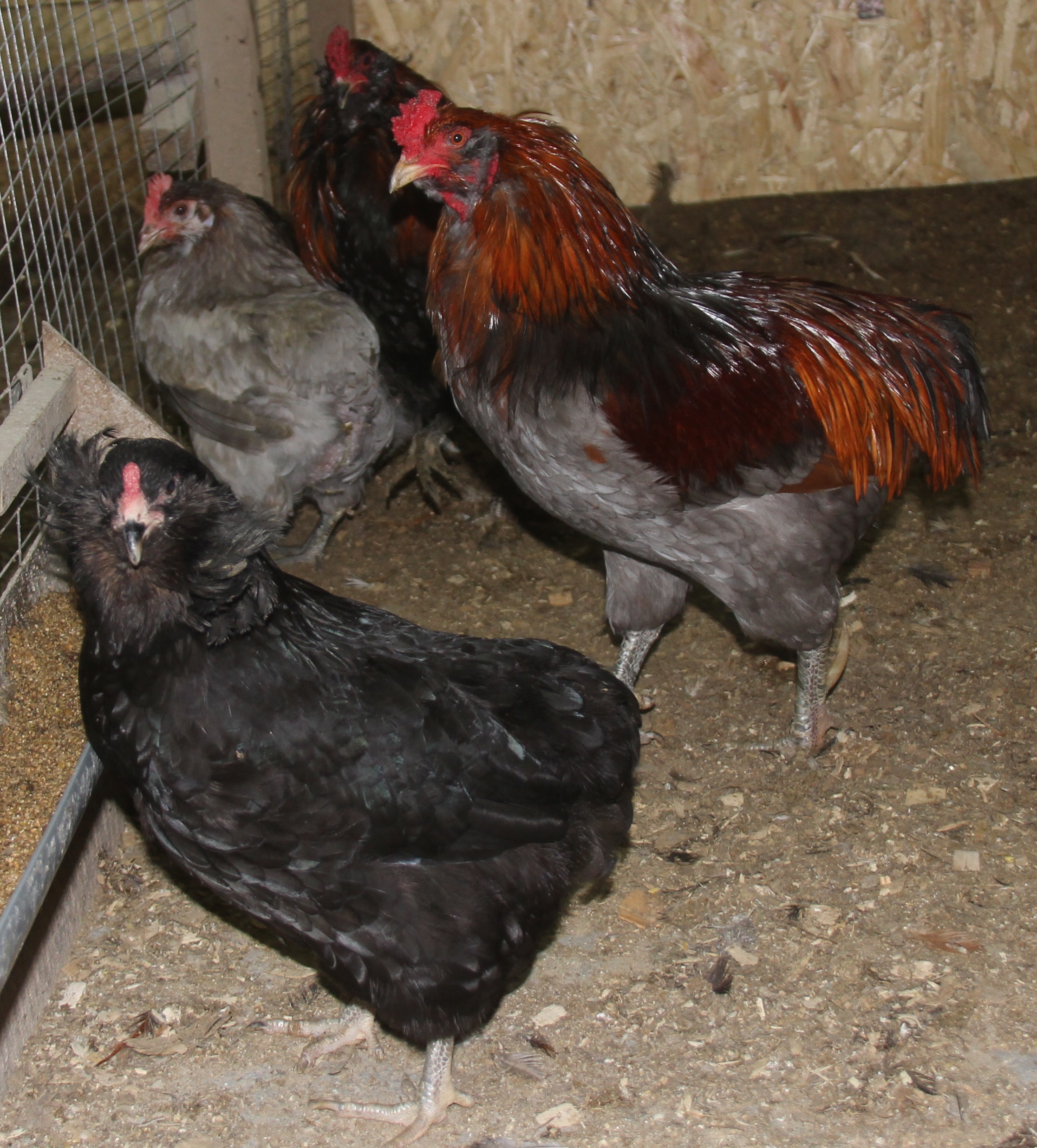 Бандара порода кур – описание с фото и видео