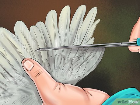 Как подрезать крылья курам, чтобы не летали