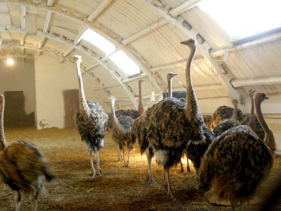 Обыкновенный страус – описание, нюансы содержания на страусиной ферме