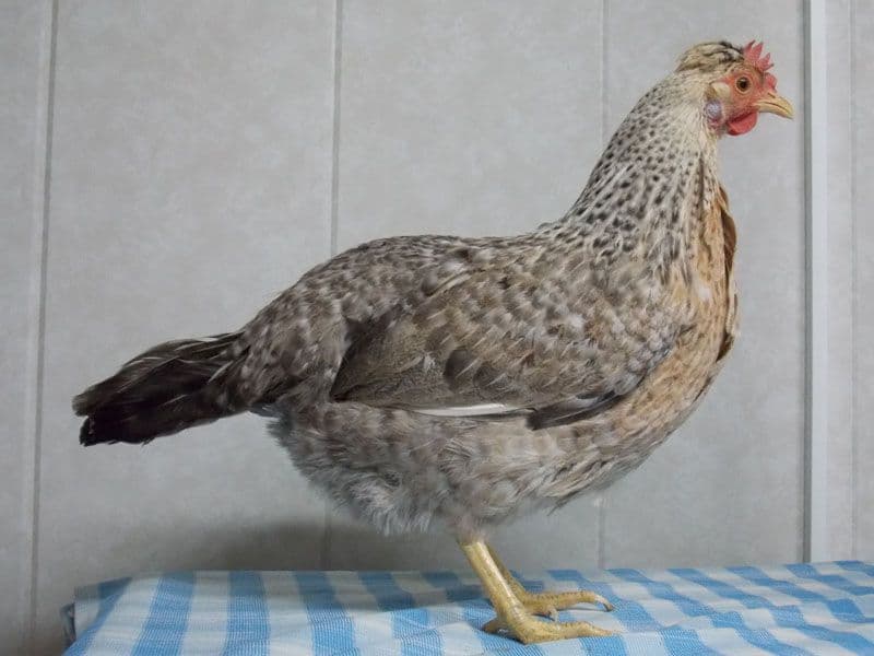 Гедемора - мясо-яичная порода кур. Описание, характеристика, содержание, разведение, инкубация