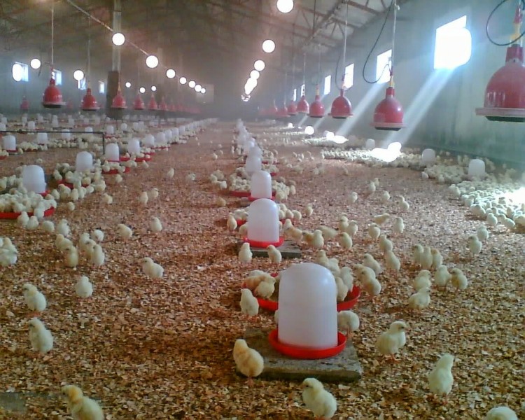Как открыть куриную ферму? Регистрация бизнеса, закупка несушек и бройлеров, расходы и рентабельность