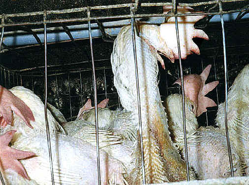 Цыплят петушков убивают на птицефабриках, почему так жестоко?