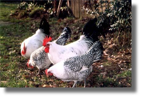Остфризская чайка порода кур – описание с фото и видео