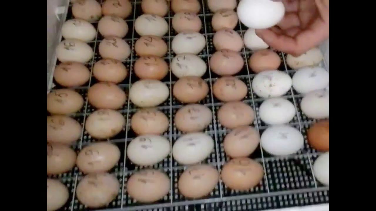 Почему инкубация яиц в домашних условиях очень выгодное дело