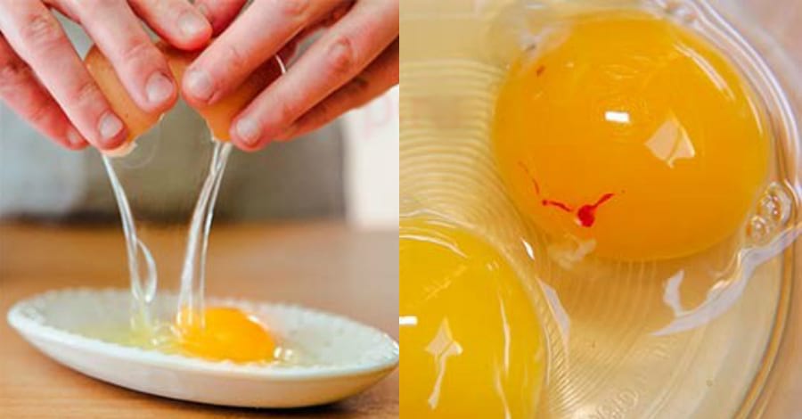 Яйцо с кровью — почему кровь в курином яйце?