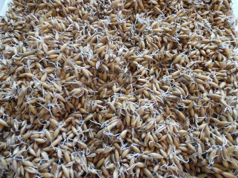 Пшеница и ячмень для кур несушек: как прорастить, запарить зерно, как правильно давать