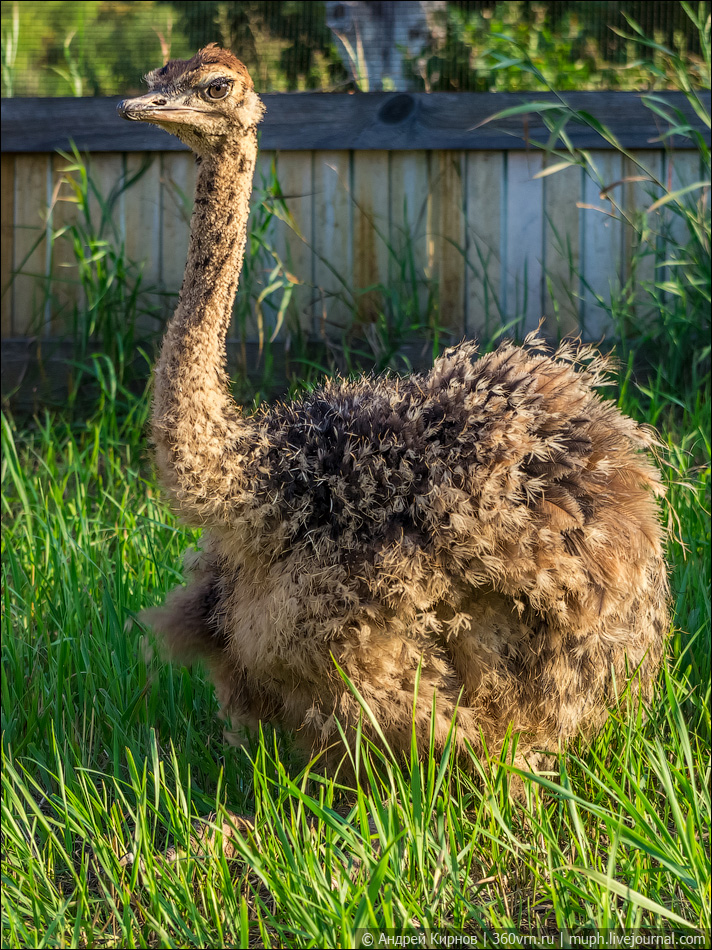 Что едят страусы в природе и в домашних условиях