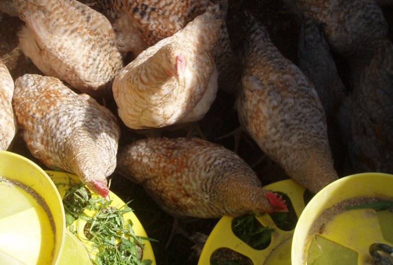 Как составить рацион питания для кур и каковы обязательные его компоненты