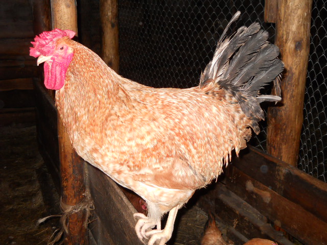 Царскосельская порода кур с фото и описанием