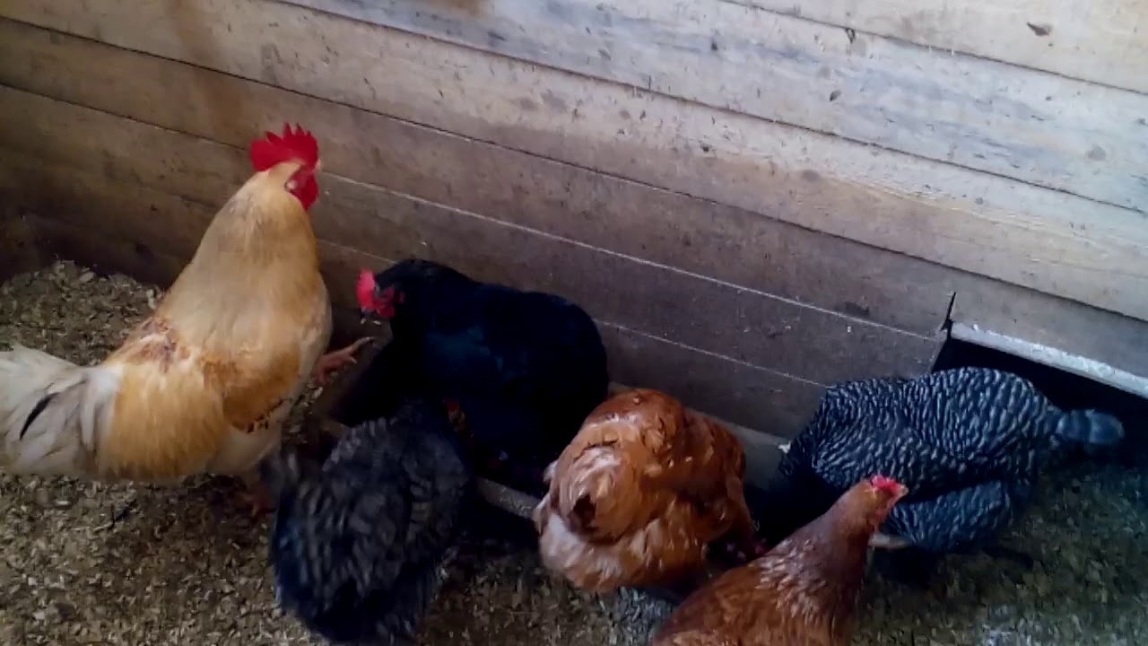 Как подселить новых цыплят в стадо без драмы?