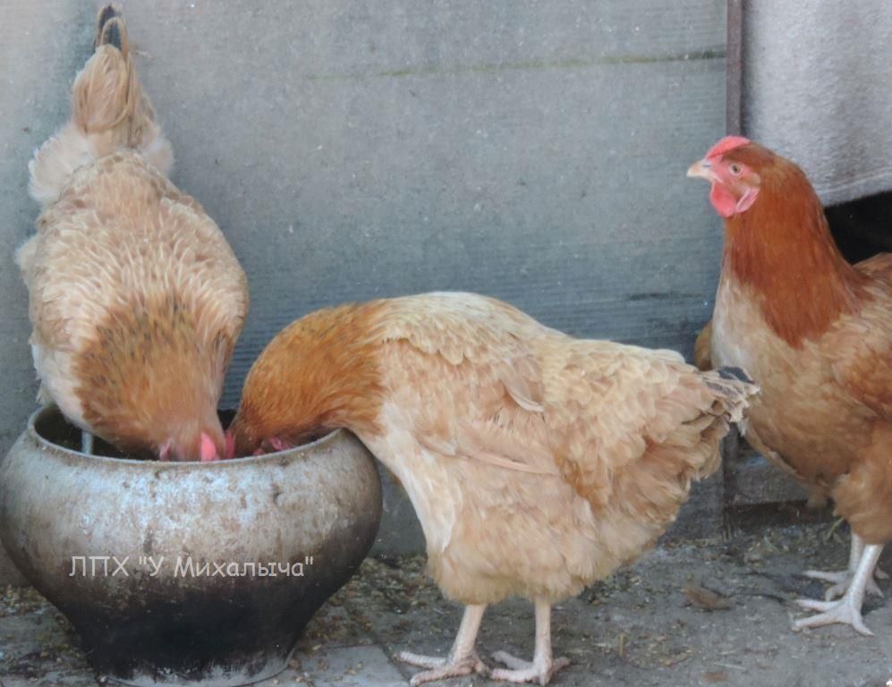 Полтавская - мясо-яичная порода кур: характеристики, правила кормления и содержания, разведение, инкубация