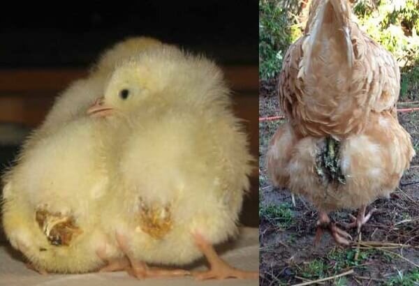 Лечение кокцидиоза у цыплят и молодняка птиц