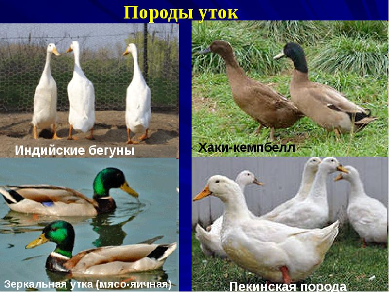 Украинские утки – какую из разновидностей можно назвать самой лучшей и почему