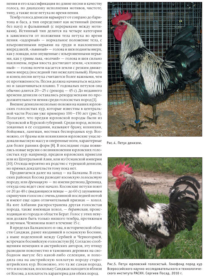 Арсхотц порода кур – описание, содержание и фото