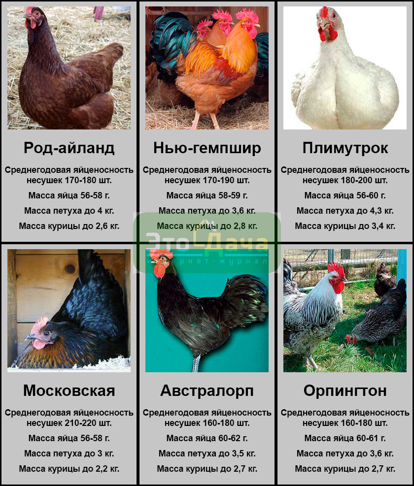 Мясо-яичные породы кур – описание, фото и видео