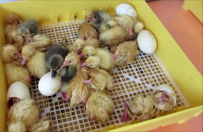 Как выращивать цыплят после инкубатора