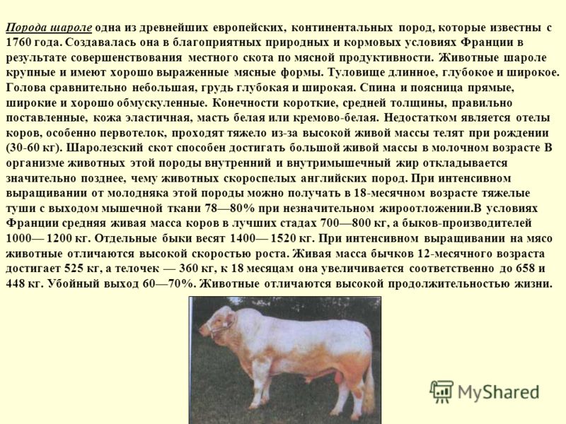 Галан - мясо-яичная порода кур. Описание, выращивание, кормление и инкубация
