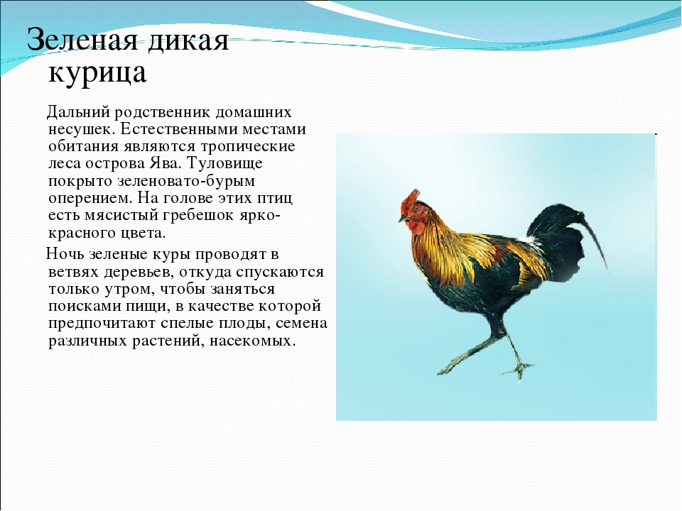 Курица - это птица или животное, откуда появилась? История происхождения и характеристики