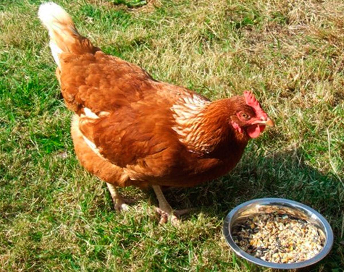 Кадакнат порода кур – описание с фото и видео