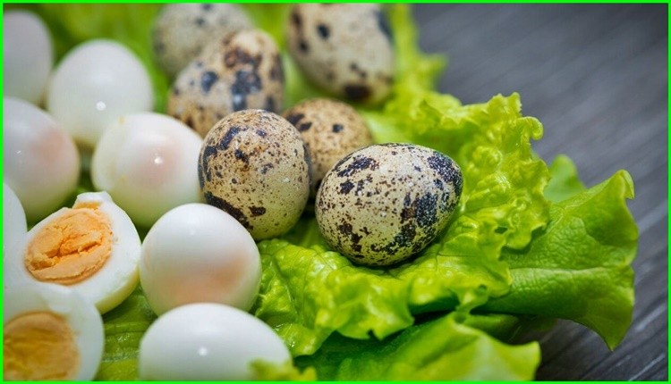 Яйца перепелки – полезные свойства, сравнение с куриными
