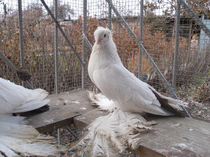 Краснодарская порода голубей: характеристики, особенности содержания