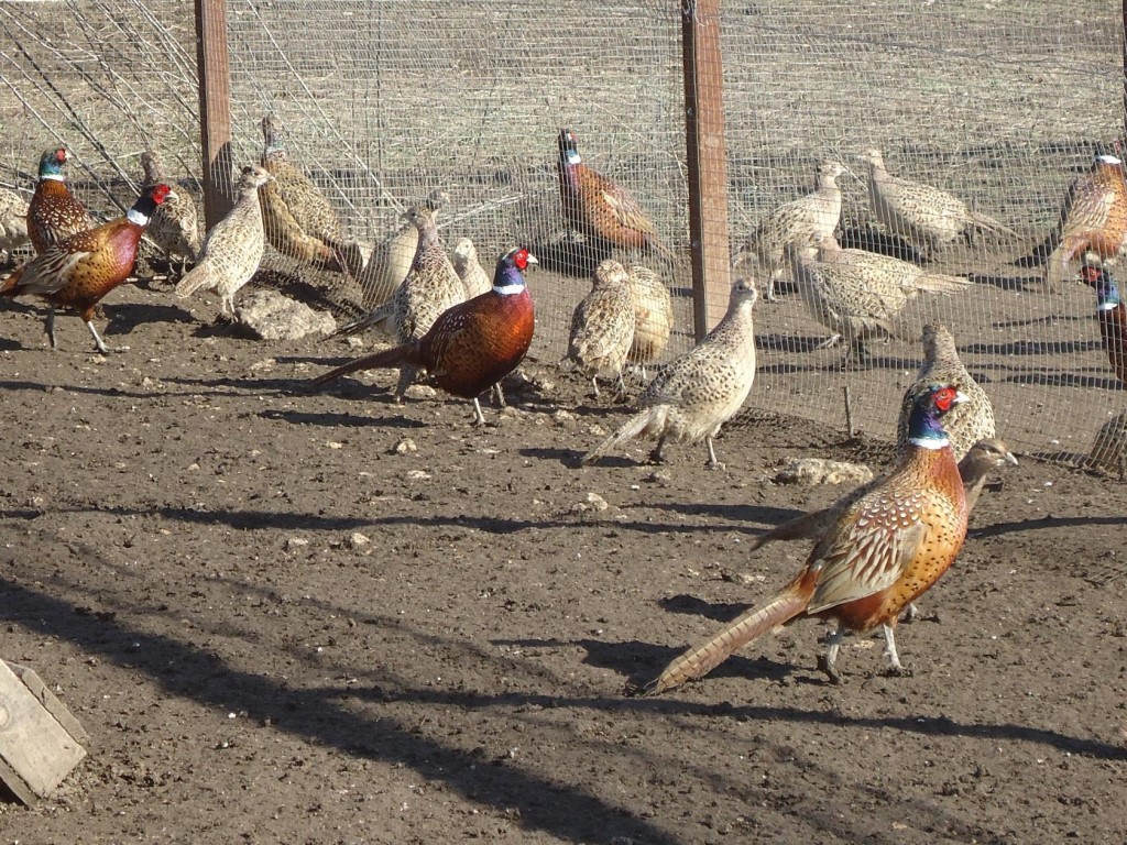 Ушастые фазаны – разновидности, входящие в эту группу, и их описание