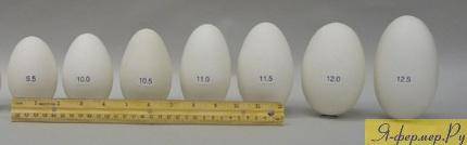 Сколько яиц подкладывать под наседку