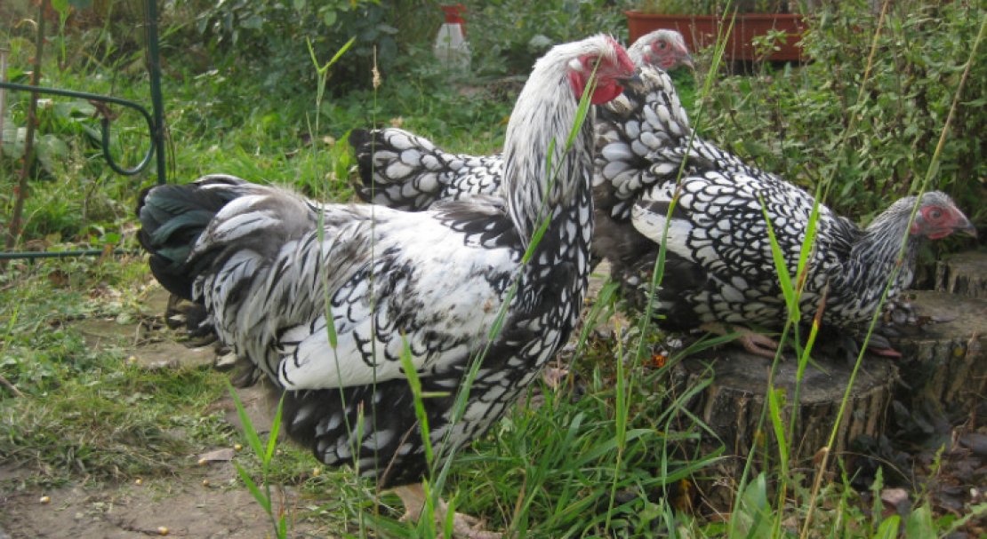 Виандот порода кур – описание, фото и видео