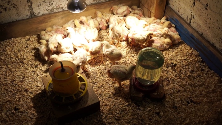 Сколько времени нужно держать цыплят в брудере под лампой?