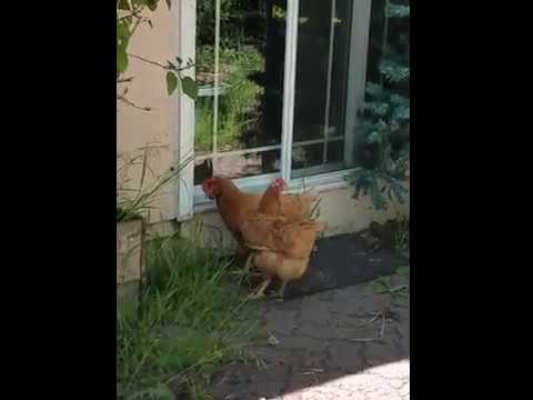 Как курица у соседки участок охраняла