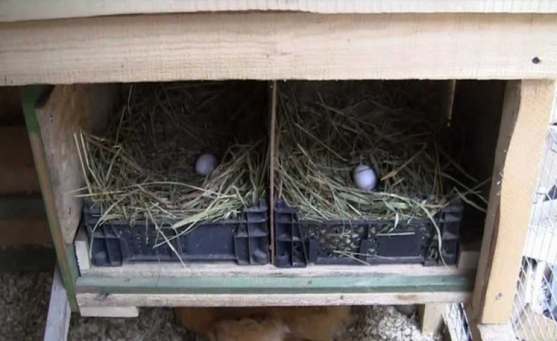 Размер гнезда для утки