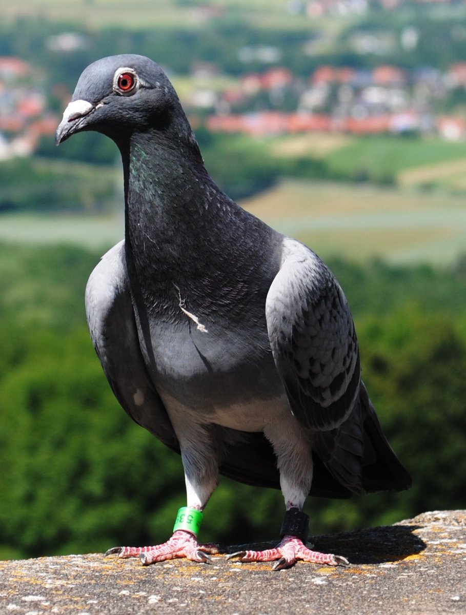 Немецкий почтовый голубь: спортивные характеристики, стандарт породы