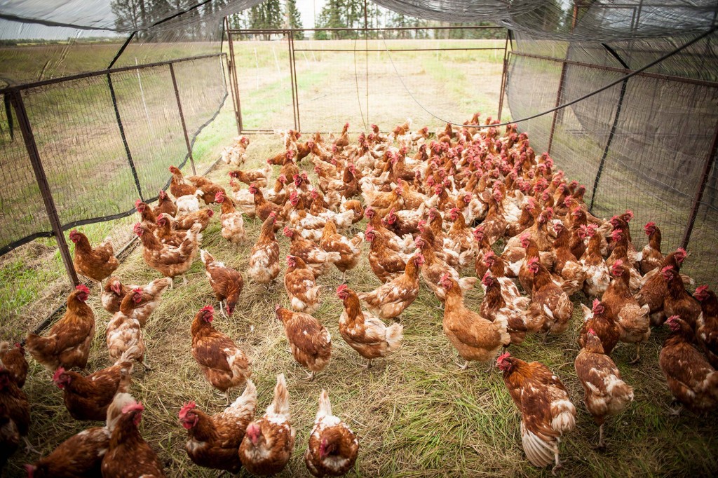 Бизнес план на разведение куриц и цыплят