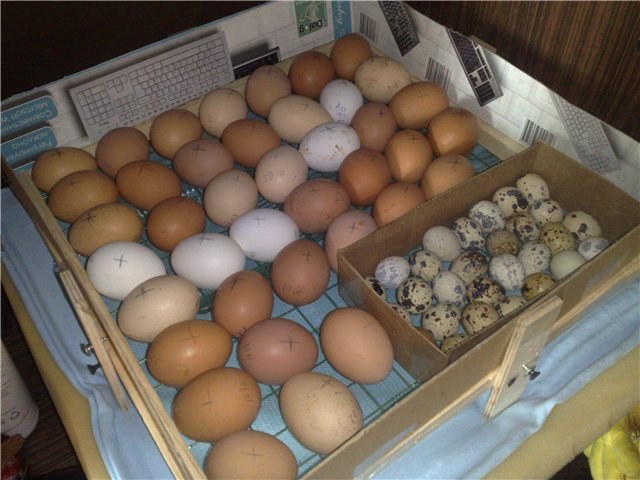 Сколько яиц несут перепела